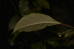Quintinia verdonii