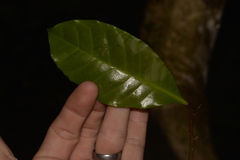 Quintinia verdonii
