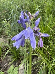 Agapanthus inapertus