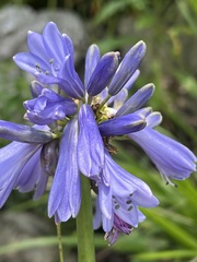 Agapanthus inapertus