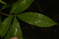 Atractocarpus benthamianus