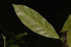 Atractocarpus benthamianus