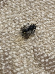 Anthidium septemspinosum