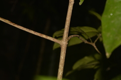 Atractocarpus benthamianus