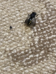 Anthidium septemspinosum