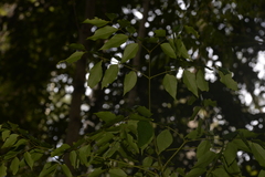 Archidendron grandiflorum