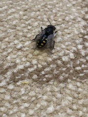 Anthidium septemspinosum