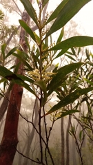 Acacia maidenii
