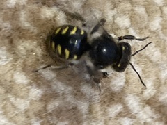 Anthidium septemspinosum