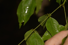 Archidendron grandiflorum