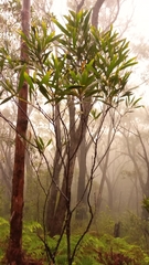 Acacia maidenii