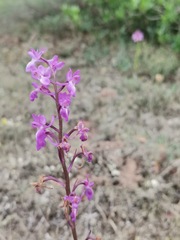 Orchis mascula laxifloriformis