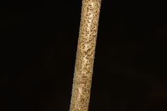 Archidendron grandiflorum