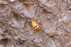 Podontia quatuordecimpunctata