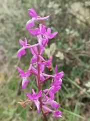 Orchis mascula laxifloriformis