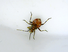 Oxycarenus lavaterae