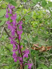 Orchis mascula laxifloriformis
