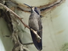 Colibri delphinae