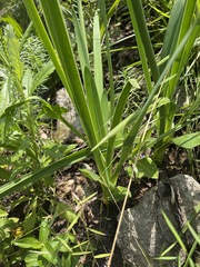 Agapanthus inapertus