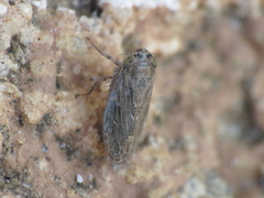 Euscelidius variegatus