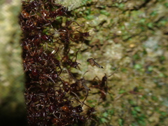 Labidus