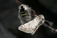 Lycia alpina
