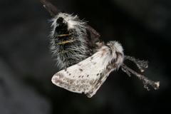 Lycia alpina