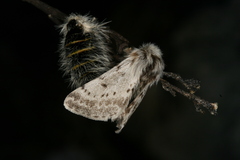 Lycia alpina