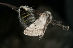 Lycia alpina