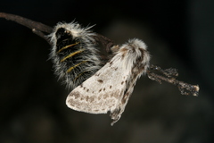 Lycia alpina