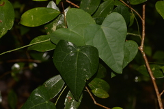 Echinostephia aculeata