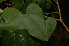Echinostephia aculeata