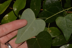 Echinostephia aculeata