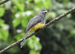 Trogon viridis
