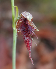 Calochilus gracillimus