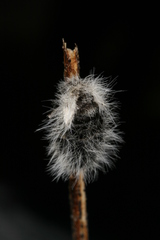 Lycia alpina