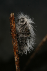 Lycia alpina