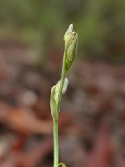 Calochilus gracillimus