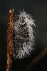 Lycia alpina