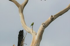 Psittacula alexandri