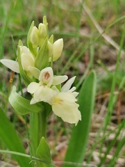 Dactylorhiza insularis
