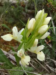 Dactylorhiza insularis