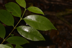 Cyclophyllum