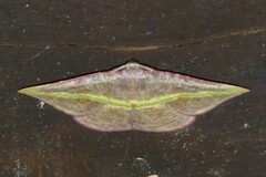 Hypochrosis iris