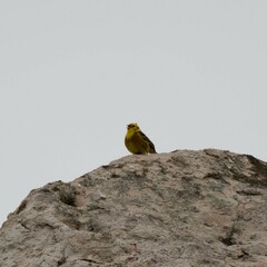 Emberiza citrinella caliginosa
