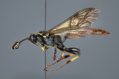 Protichneumon pisorius