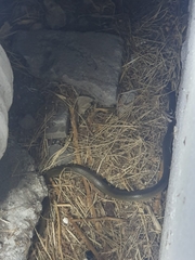 Lycodonomorphus rufulus