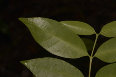 Cyclophyllum