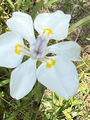 Dietes iridioides