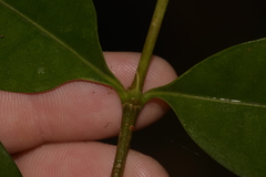 Cyclophyllum